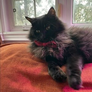 Can deliver within Toronto! Meet your Posher, Lucy